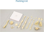 Teng Xin - Explore Science Bone Assembly